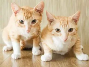 Gato raça felina idade 2 a 6 meses nome Irmaozinhos