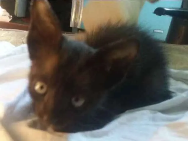 Gato ra a Vira lata  idade 2 a 6 meses nome Shena