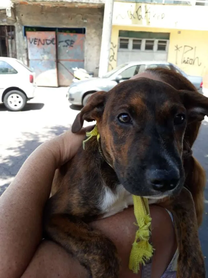 Cachorro ra a Mix de pit idade 2 a 6 meses nome Marley