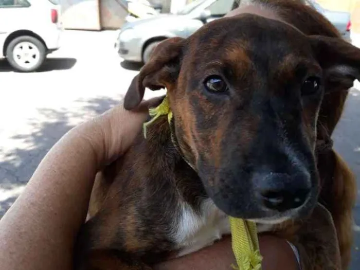 Cachorro ra a Mix de pit idade 2 a 6 meses nome Marley