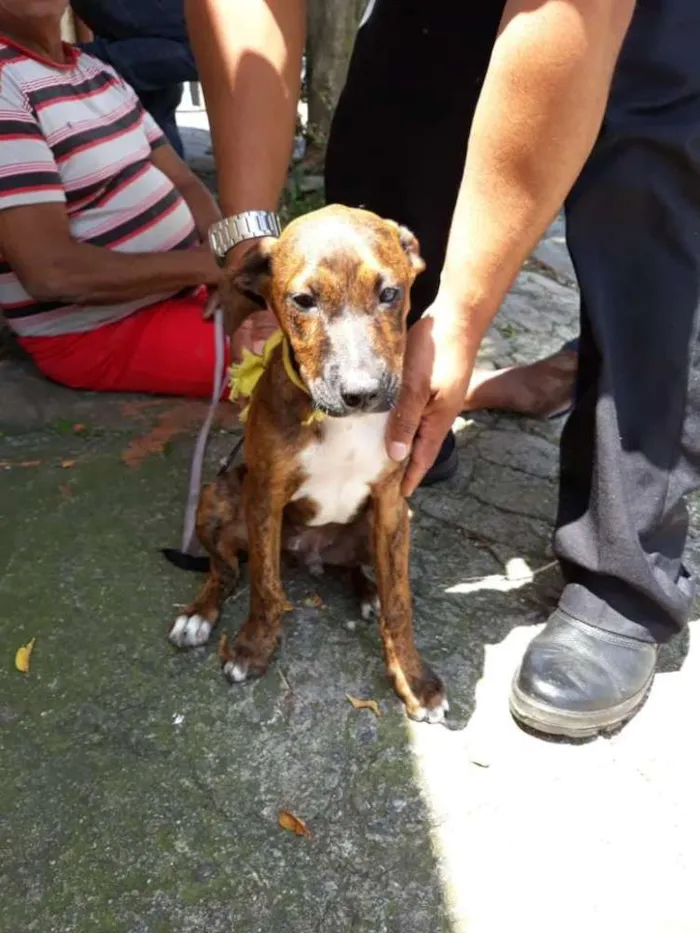 Cachorro ra a Mix de pit idade 2 a 6 meses nome Marley