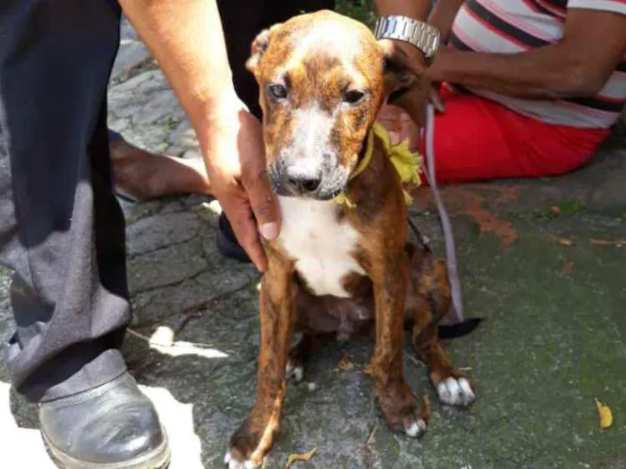 Cachorro ra a Mix de pit idade 2 a 6 meses nome Marley