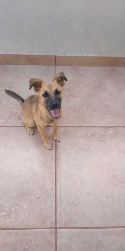 Cachorro ra a sem raça idade 7 a 11 meses nome nina