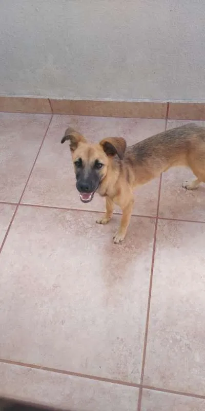 Cachorro ra a sem raça idade 7 a 11 meses nome nina