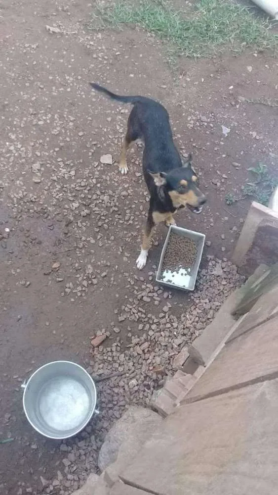 Cachorro raça SRD idade 7 a 11 meses nome Cadela Preta amarrad