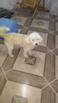 Poodle 