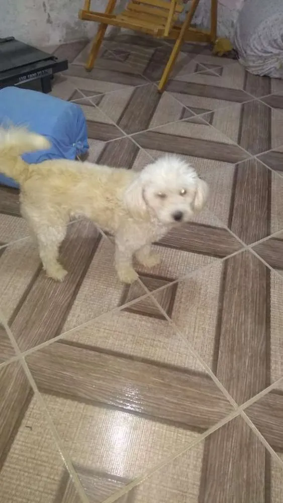 Cachorro raça Poodle idade 4 anos nome Poodle 