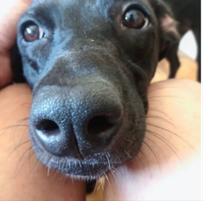 Cachorro ra a Srd idade 3 anos nome Neném