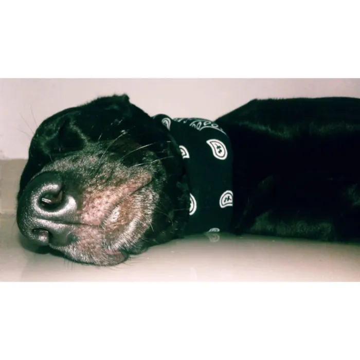 Cachorro ra a Srd idade 3 anos nome Neném