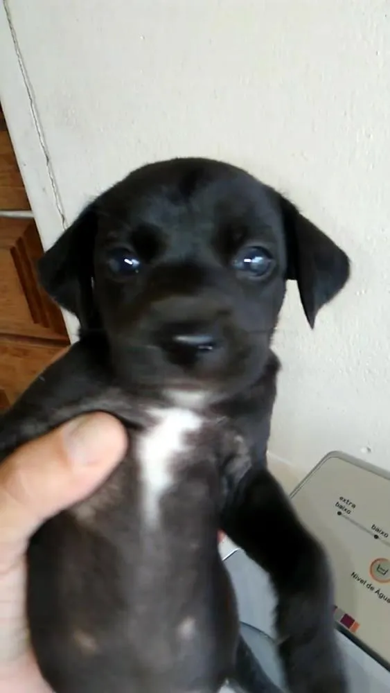 Cachorro ra a Indefinida idade Abaixo de 2 meses nome Marrom e Pretinha