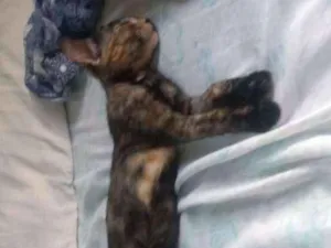 Gato raça Indefinida idade 2 a 6 meses nome Vida