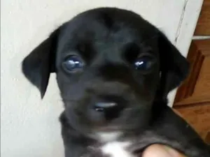 Cachorro raça Indefinida idade Abaixo de 2 meses nome Marrom e Pretinha