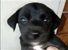 Cachorro raça Indefinida idade Abaixo de 2 meses nome Marrom e Pretinha