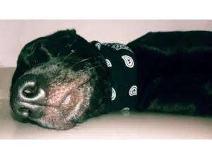 Cachorro raça Srd idade 3 anos nome Neném