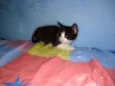Gatinhos
