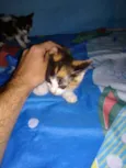 Gatinhos