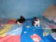 Gatinhos