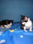 Gatinhos
