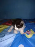 Gatinhos