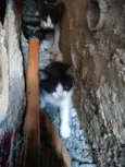 Gatinhos