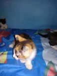 Gatinhos