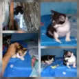 Gatinhos