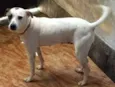 Bela