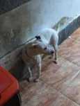 Bela