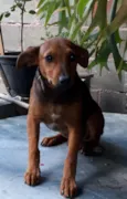 Lilico