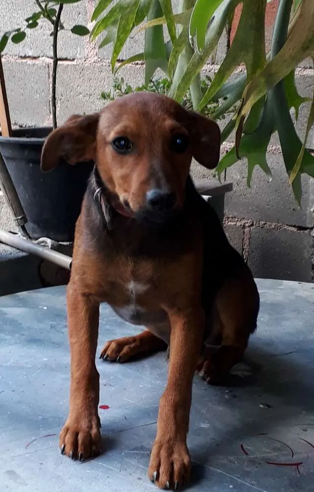 Cachorro ra a SRD idade 2 a 6 meses nome Lilico