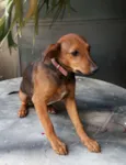Lilico