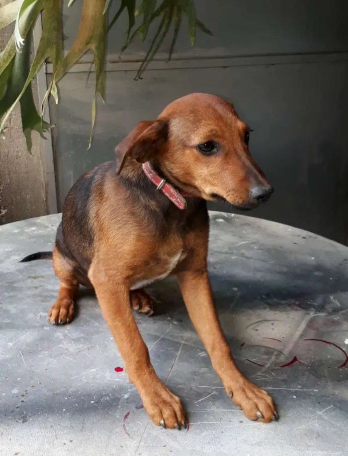 Cachorro ra a SRD idade 2 a 6 meses nome Lilico