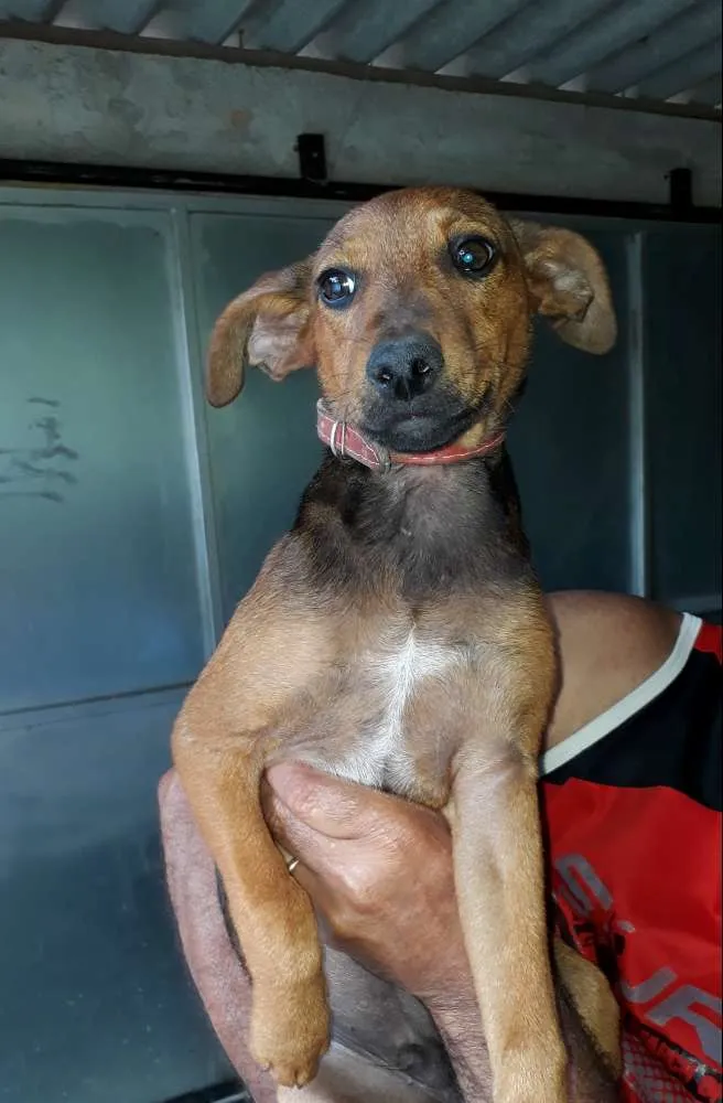 Cachorro ra a SRD idade 2 a 6 meses nome Lilico