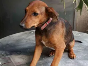 Cachorro raça SRD idade 2 a 6 meses nome Lilico