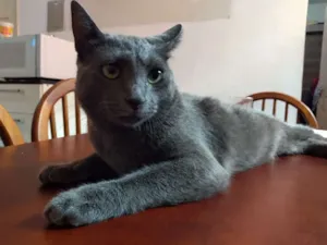 Gato raça vira-lata idade 1 ano nome Tutu