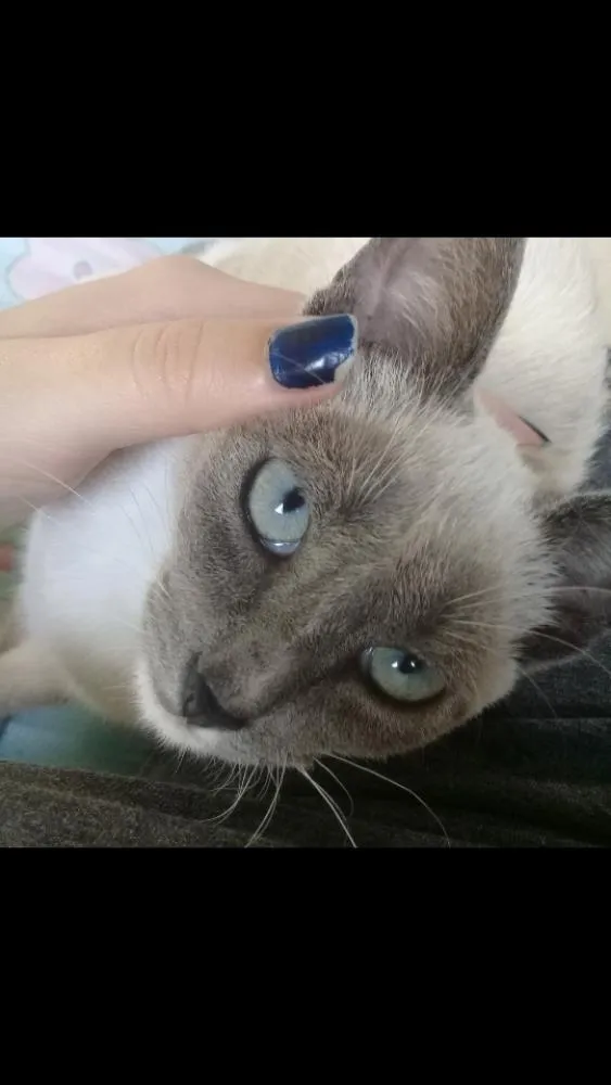 Gato ra a Siamês  idade 2 a 6 meses nome Cristal e freddie