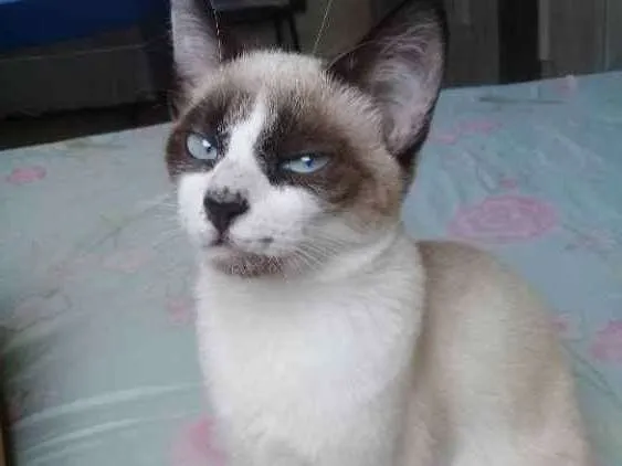 Gato ra a Siamês  idade 2 a 6 meses nome Cristal e freddie