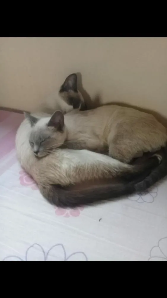 Gato ra a Siamês  idade 2 a 6 meses nome Cristal e freddie
