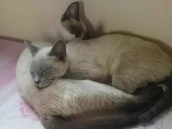 Gato ra a Siamês  idade 2 a 6 meses nome Cristal e freddie