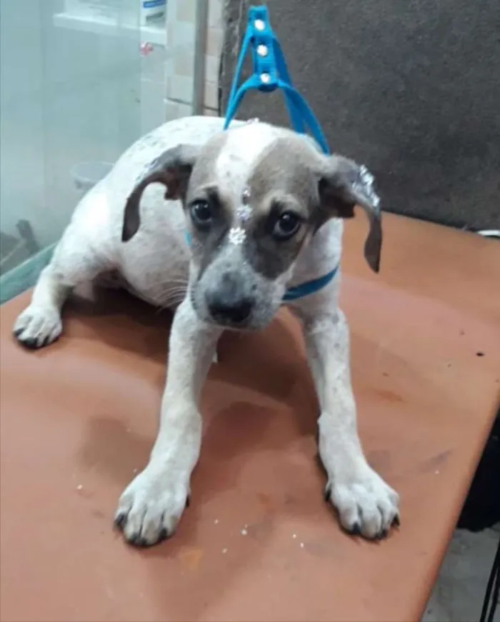 Cachorro ra a SRD idade 2 a 6 meses nome Jade 