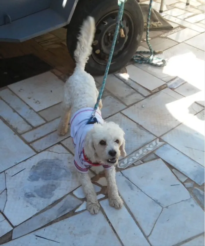 Cachorro ra a Poodle  idade 2 anos nome Bob 