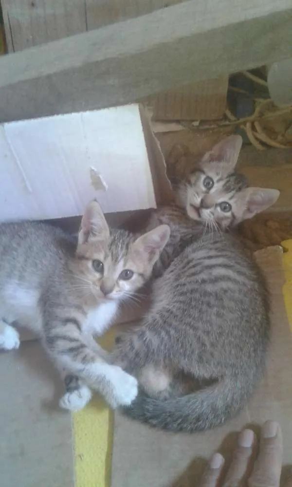 Gato raça Vira lata idade Abaixo de 2 meses nome Nao tem