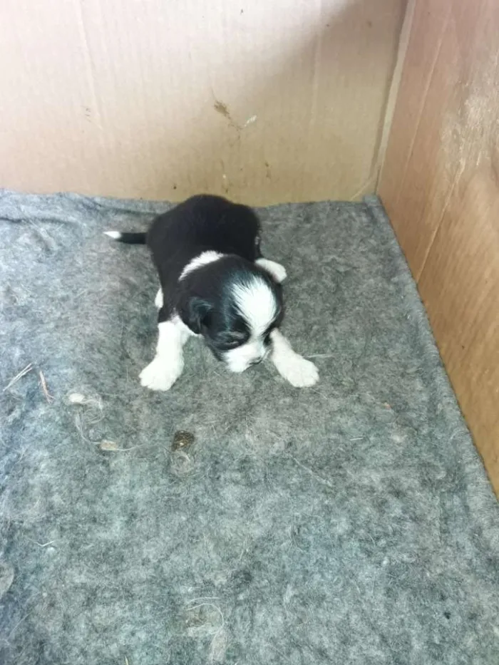 Cachorro ra a Mestiço shitso idade Abaixo de 2 meses nome Panda e Urso