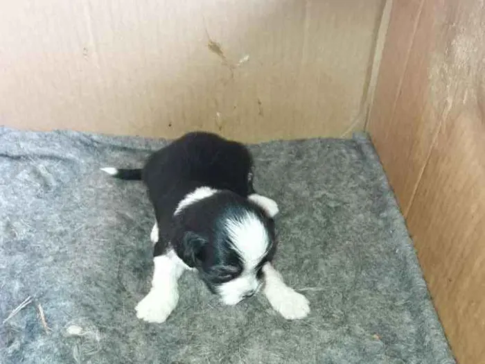 Cachorro ra a Mestiço shitso idade Abaixo de 2 meses nome Panda e Urso
