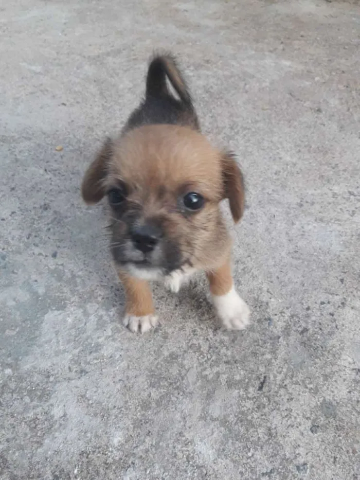 Cachorro ra a Mestiço shitso idade Abaixo de 2 meses nome Panda e Urso