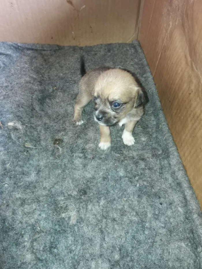 Cachorro ra a Mestiço shitso idade Abaixo de 2 meses nome Panda e Urso