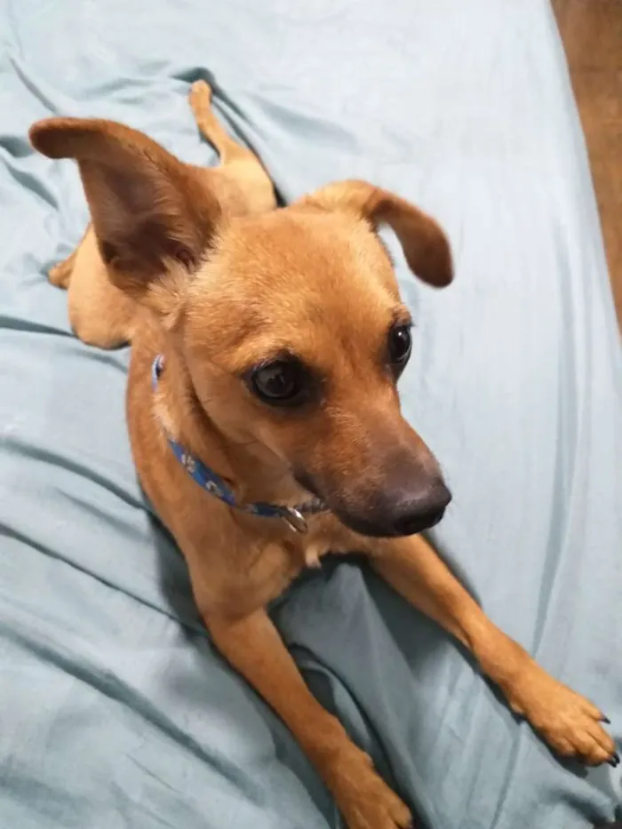 Cachorro ra a Indefinida idade 2 anos nome Pitt
