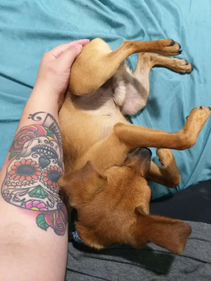 Cachorro ra a Indefinida idade 2 anos nome Pitt