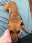 Pitt