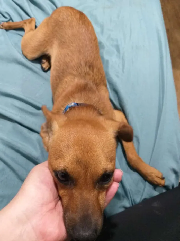 Cachorro ra a Indefinida idade 2 anos nome Pitt